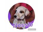 Adopt NESSIE a Jack Russell Terrier