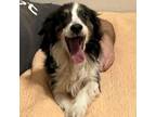 Adopt ALOURA a Australian Shepherd