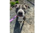 Adopt Holston a Pit Bull Terrier, Mixed Breed