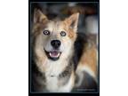 Adopt Holly a German Shepherd Dog, Husky