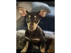 Adopt Lucy a Chiweenie