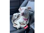 Adopt Snowflake a Catahoula Leopard Dog