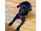 Adopt Arya a Pug