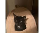 Adopt Nico a Domestic Short Hair