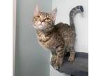 Adopt Karlach a Domestic Short Hair