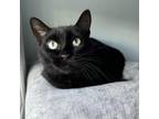 Adopt Olive a Domestic Short Hair