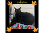 Adopt Sabrina a Domestic Short Hair