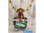 Adopt COOKIE a Labrador Retriever