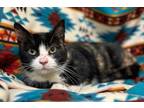 Adopt Minnie a Munchkin