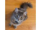 Adopt Xanadu a Norwegian Forest Cat, Domestic Short Hair