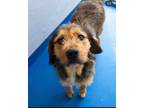 Adopt Bella a Wheaten Terrier