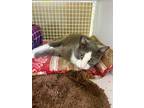 Adopt Joanne a Domestic Short Hair