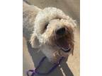 Adopt Atwood (Atty) a Goldendoodle