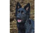 Adopt Onyx a German Shepherd Dog