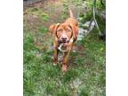 Adopt Thelma a Labrador Retriever, Basset Hound