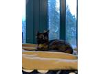 Adopt Shuri (bonded with TChalla) a Domestic Short Hair