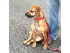 Adopt Honey a Beagle, Labrador Retriever