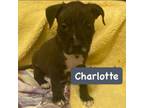 Adopt Charlotte a Black Labrador Retriever, Pit Bull Terrier