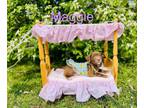 Adopt Maggie a English Setter, Labrador Retriever