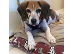 Adopt Alice a Beagle