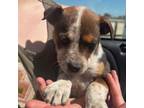Adopt Maple a Cattle Dog, Mixed Breed