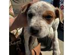 Adopt Molly a Cattle Dog, Mixed Breed