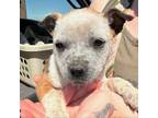 Adopt Muffin a Cattle Dog, Mixed Breed