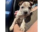 Adopt Maddie a Cattle Dog, Mixed Breed