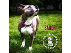Adopt Sailor a American Staffordshire Terrier