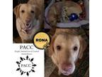 Adopt Rona a Yellow Labrador Retriever
