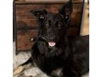 Adopt Luna a German Shepherd Dog