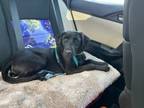 Adopt Amy a Black Labrador Retriever