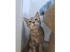 Adopt Mogwai a Domestic Short Hair