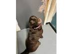 Adopt Barb Biscuit a Labrador Retriever