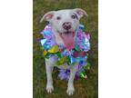 Adopt Hunny Butter a Pit Bull Terrier