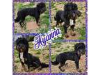 Adopt Ayanna a Miniature Poodle, Bernedoodle