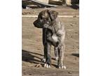 Adopt Gabrielle a Mastiff