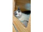 Adopt Jigglypuff a Domestic Short Hair