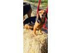 Adopt Karman a Beagle