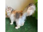 Adopt Jessy a Turkish Angora, Norwegian Forest Cat