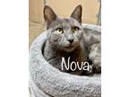 Adopt Nova a Domestic Short Hair