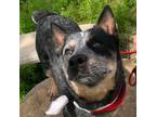 Adopt Biralee a Australian Cattle Dog / Blue Heeler