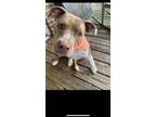 Adopt Nala a Pit Bull Terrier