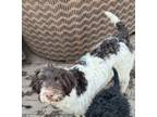 Adopt Violet a Portuguese Water Dog