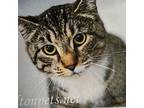 Adopt Geranium a Domestic Short Hair