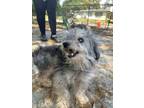 Adopt Lucy Lou a Poodle