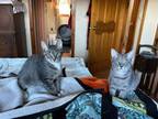 Adopt Gasha & Nadia a Domestic Short Hair