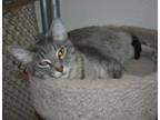 Adopt Sammi 24 a Domestic Short Hair