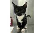 Adopt WHISKERS a Domestic Short Hair