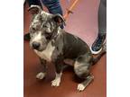 Adopt Collin a Pit Bull Terrier